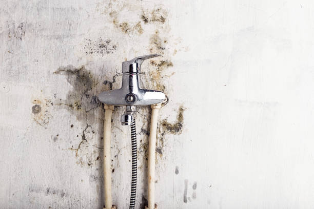 Best Bathroom Mold Remediation in Rochester, MN