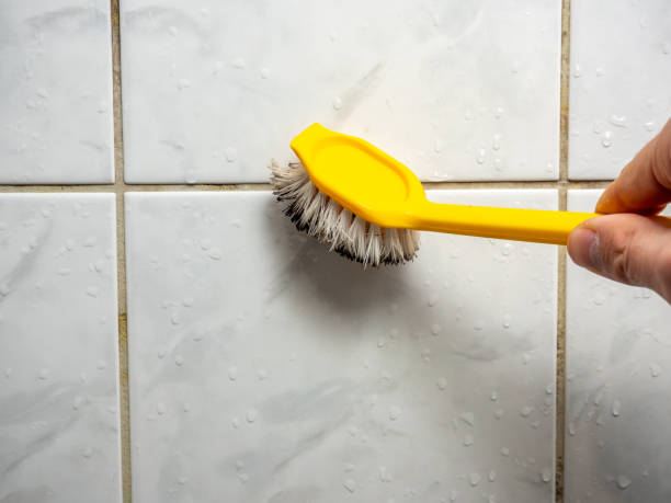 Best Insurance-Related Mold Remediation in Rochester, MN