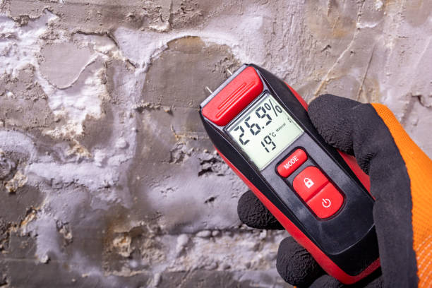 Best Basement Mold Remediation in Rochester, MN