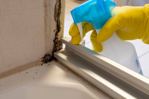 Best Mold Testing and Inspection Services in Rochester, MN