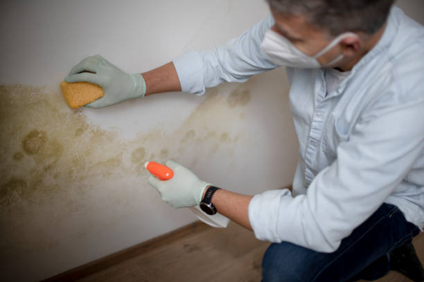 Best Basement Mold Remediation in Rochester, MN